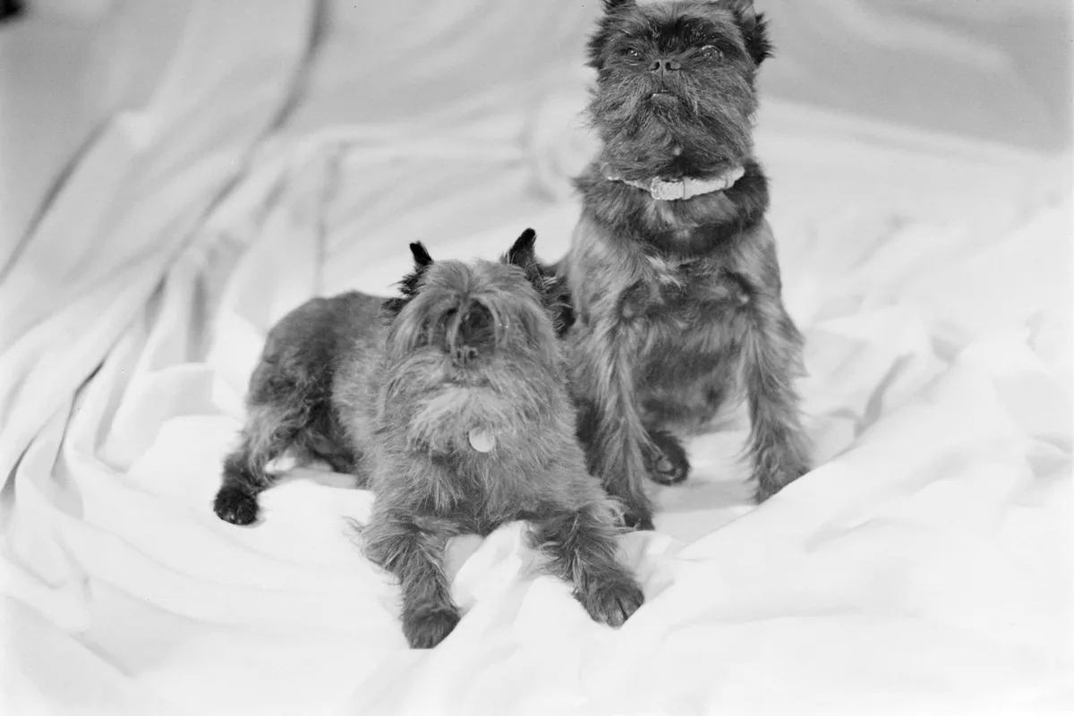 Affenpinscher fotograferet udendørs