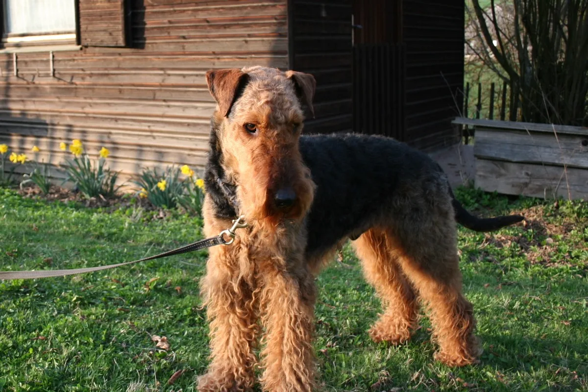 Airedale Terrier fotograferet udendørs