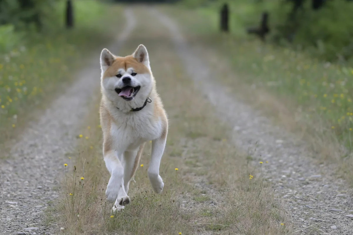 Akita fotograferet udendørs