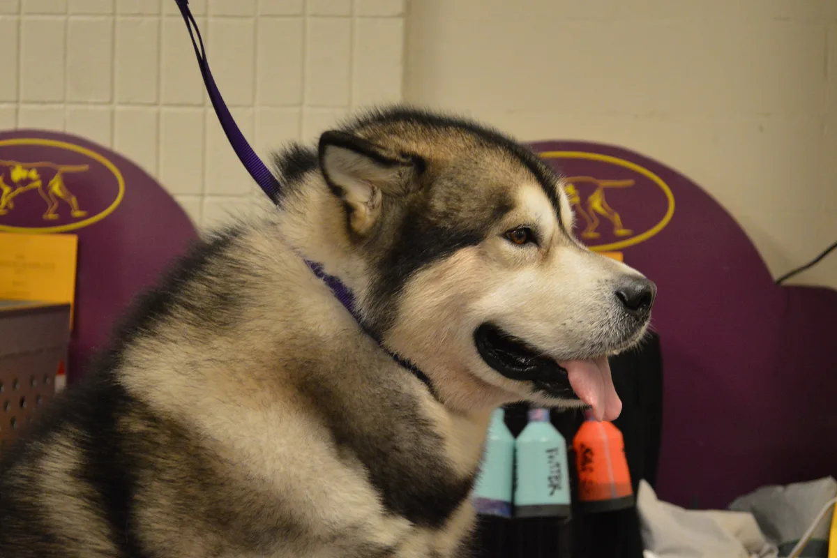 Alaskan Malamute fotograferet udendørs