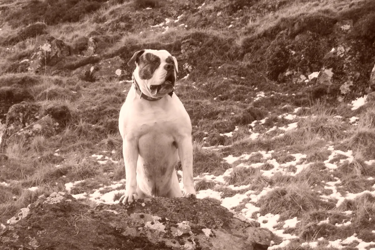 Amerikansk Bulldog fotograferet udendørs