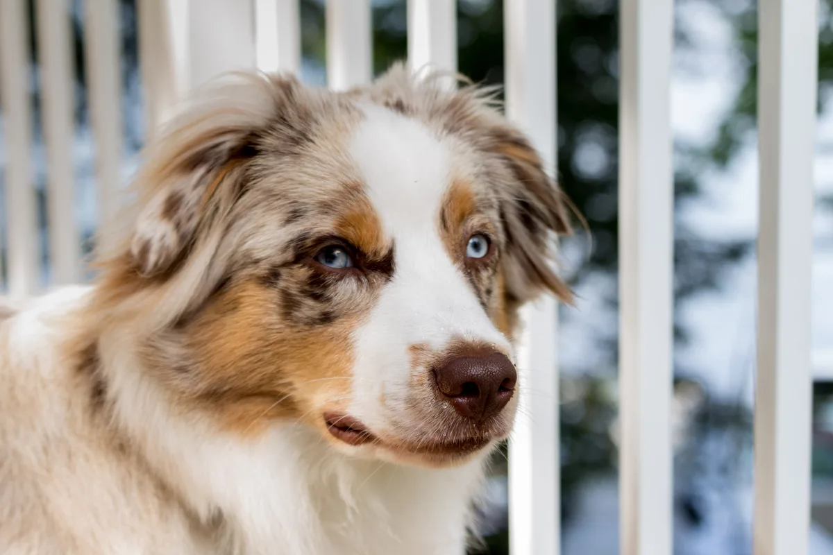 Australian Shepherd fotograferet udendørs