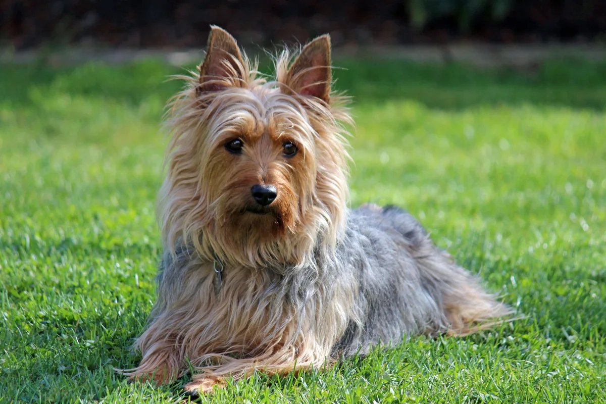 Australsk Silky Terrier fotograferet udendørs