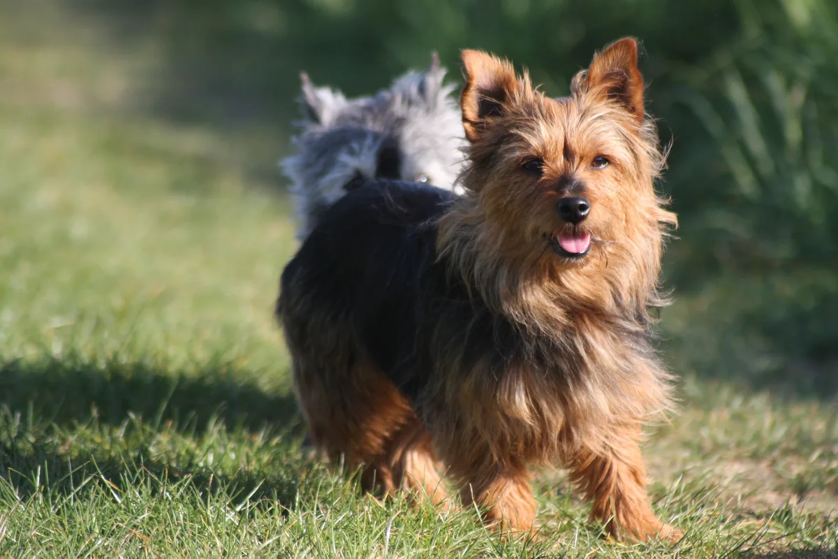 Australsk Terrier fotograferet udendørs