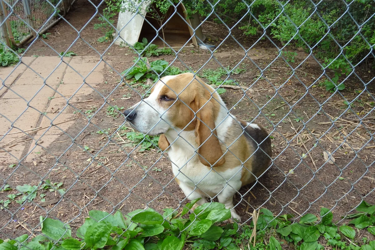 Basset Hound fotograferet udendørs