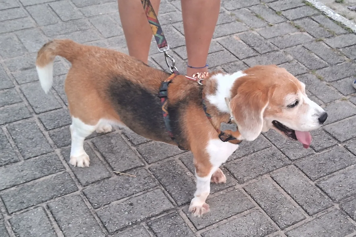 Beagle fotograferet udendørs