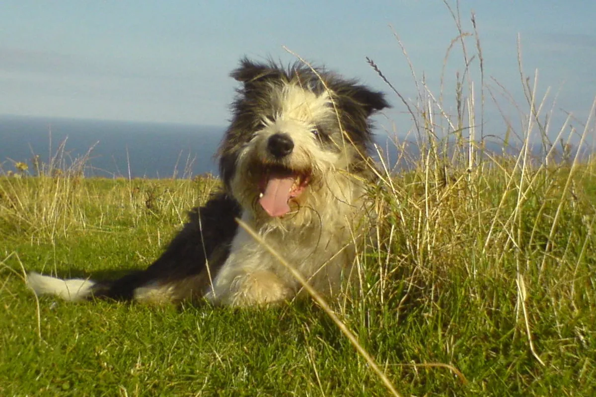 Bearded Collie fotograferet udendørs