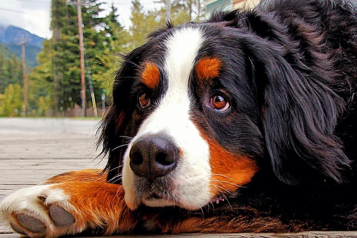 Berner Sennenhund fotograferet udendørs