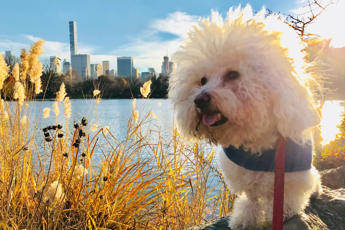 Bichon Frisé fotograferet udendørs