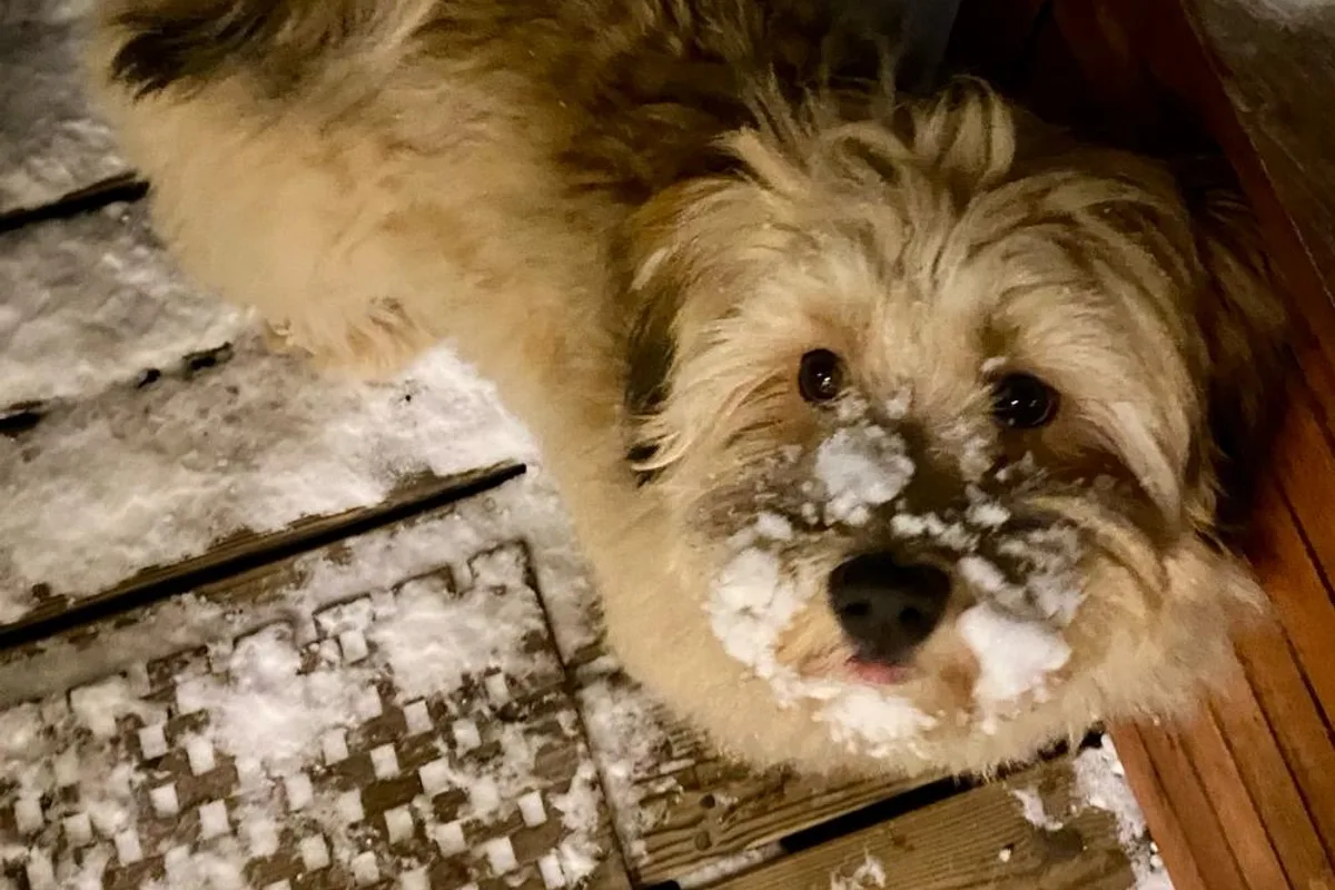 Bichon Havanais fotograferet udendørs
