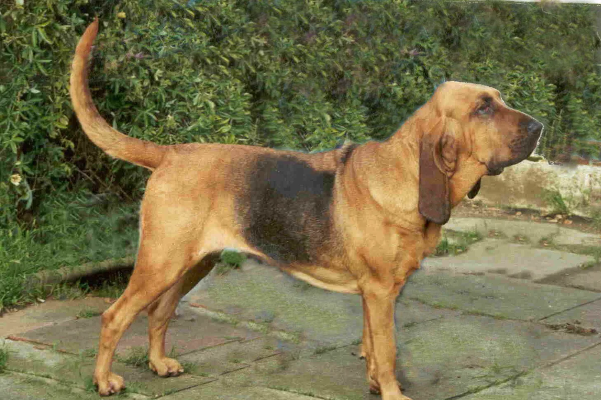 Blodhund fotograferet udendørs