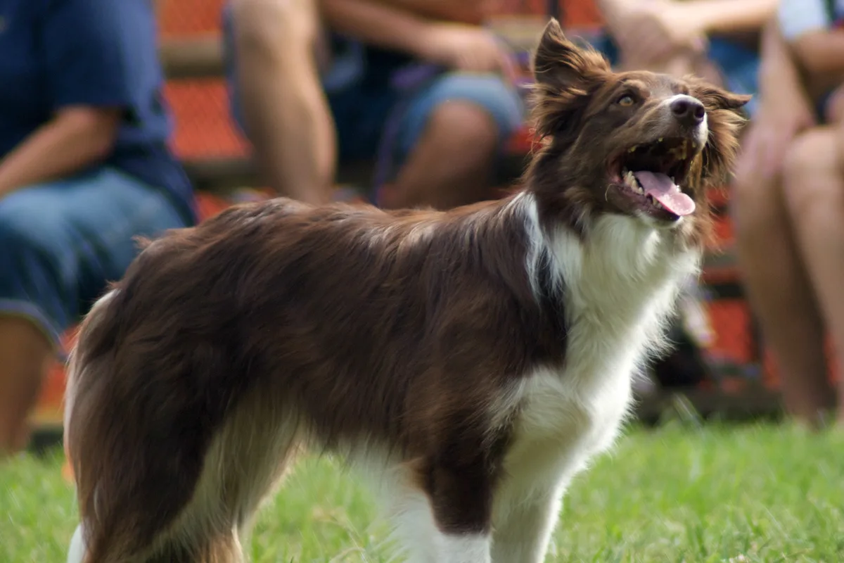 Border Collie fotograferet udendørs