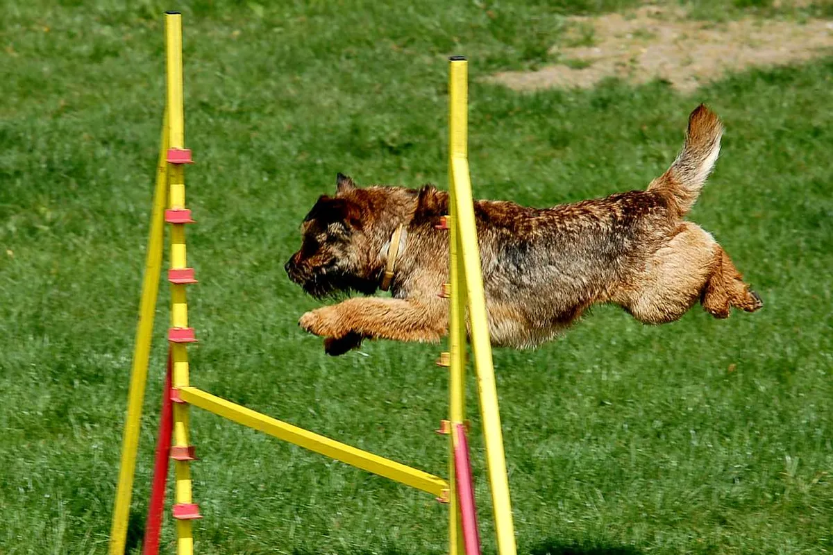Border Terrier fotograferet udendørs