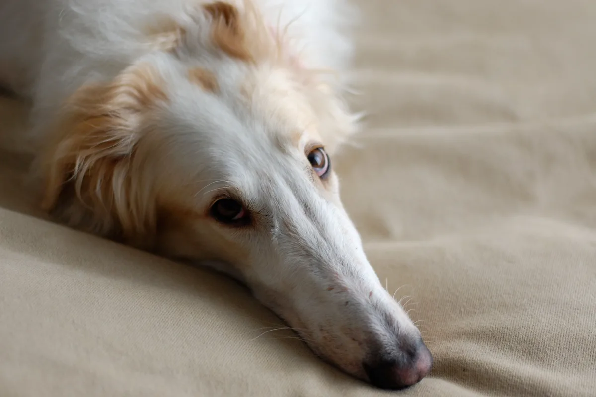 Borzoi fotograferet udendørs