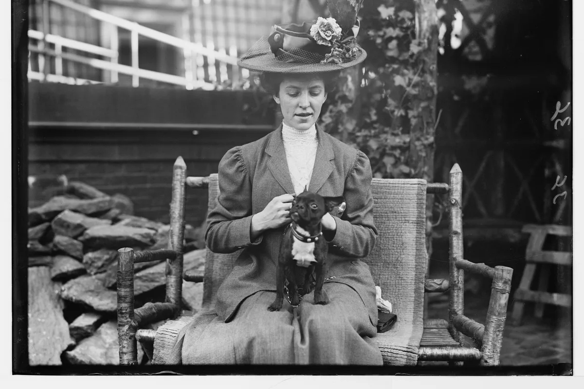 Boston Terrier fotograferet udendørs