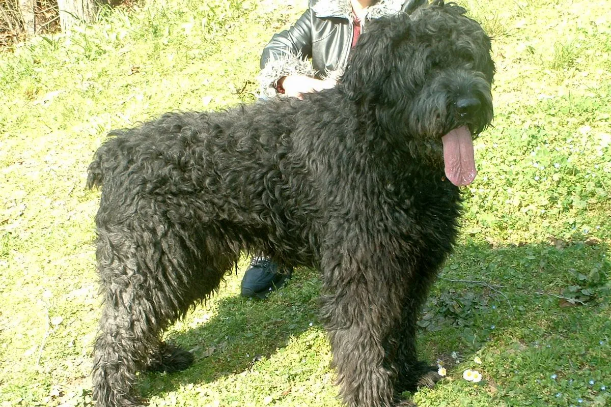 Bouvier des Flandres fotograferet udendørs