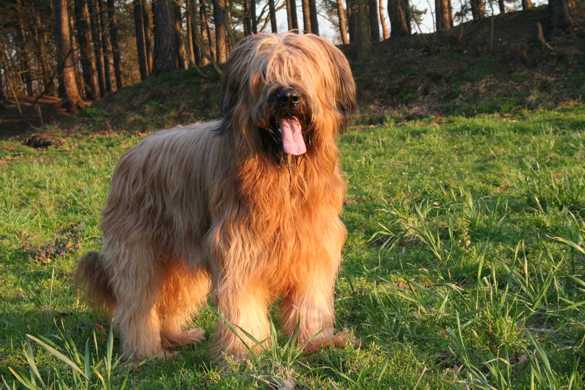 Briard fotograferet udendørs