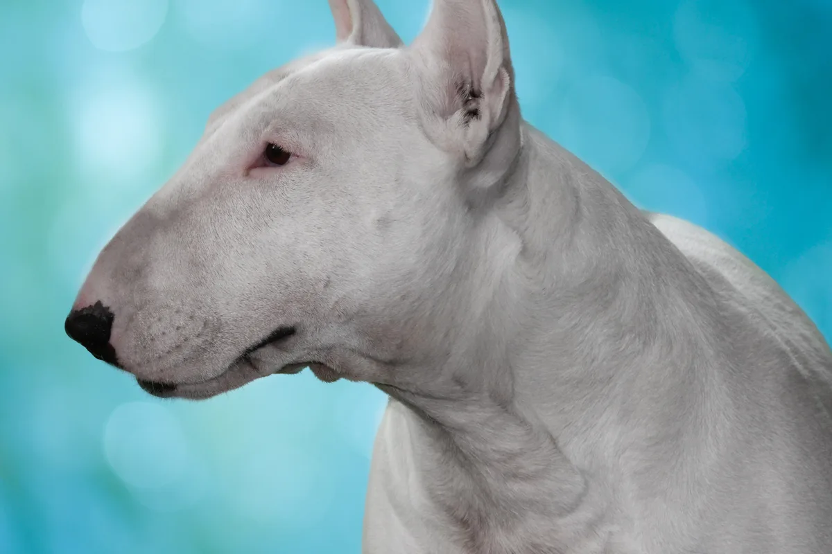 Bull Terrier fotograferet udendørs