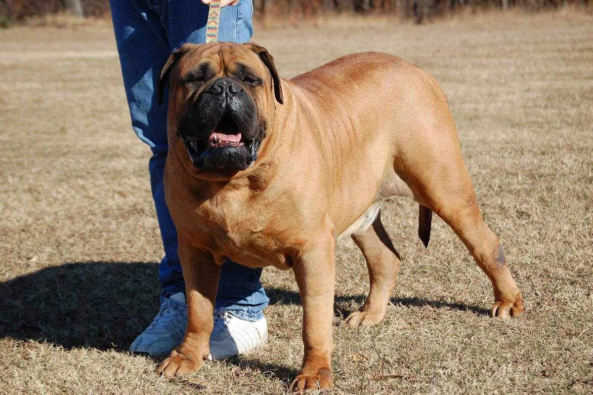 Bullmastiff fotograferet udendørs