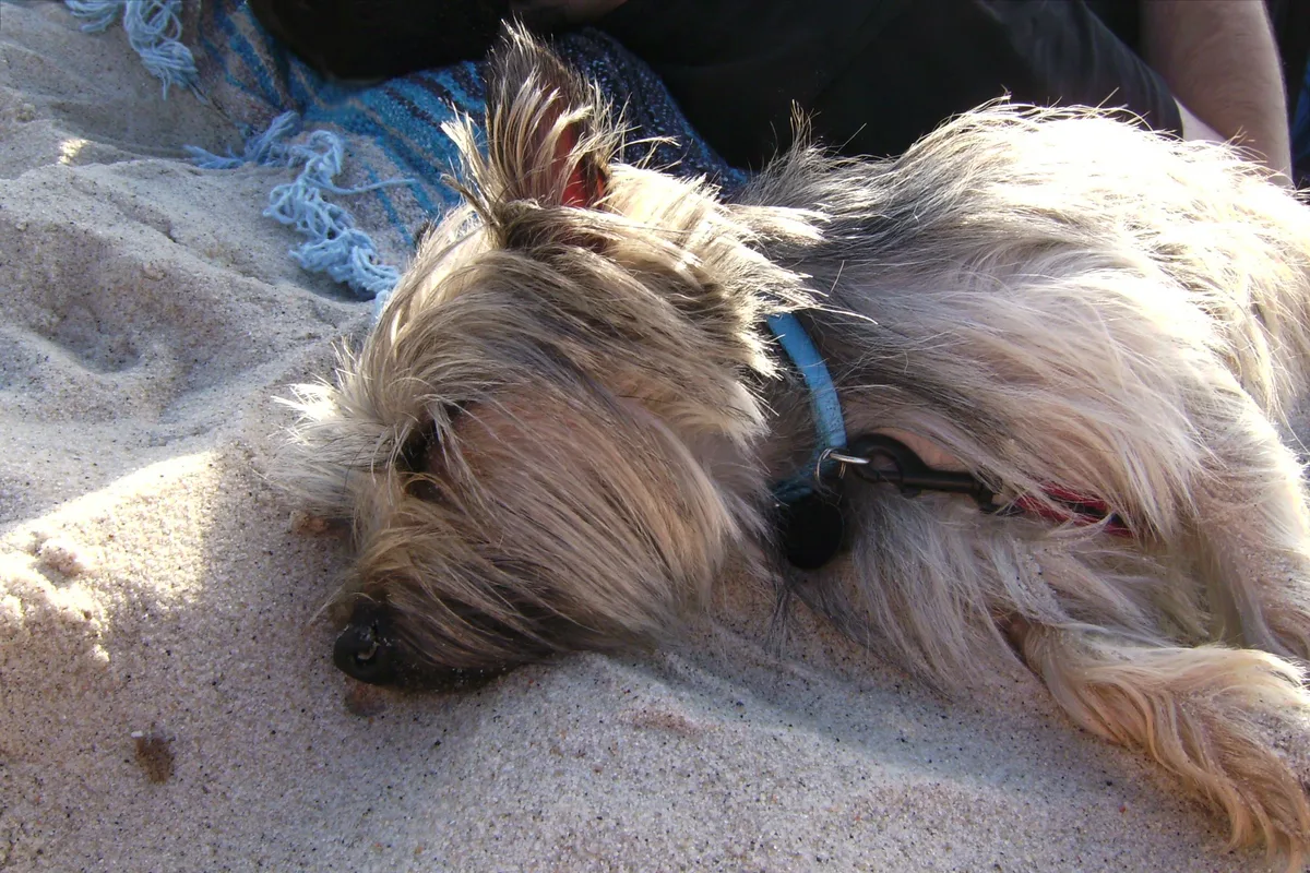 Cairn Terrier fotograferet udendørs