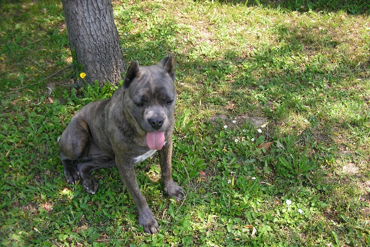 Cane Corso fotograferet udendørs