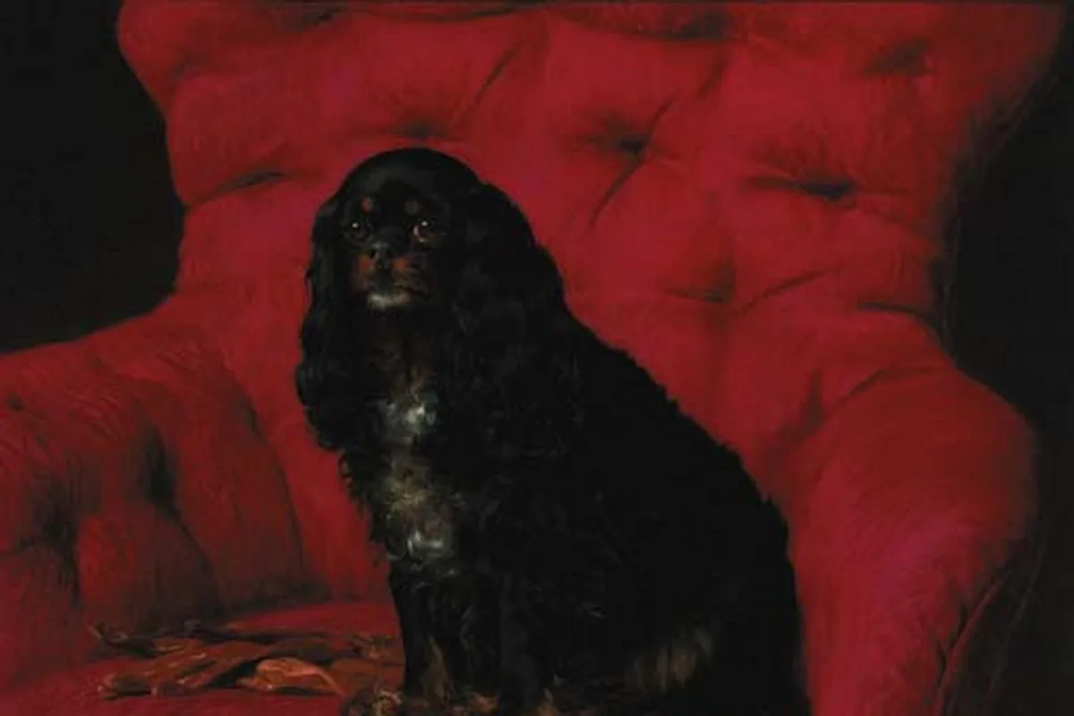 Cavalier King Charles Spaniel fotograferet udendørs