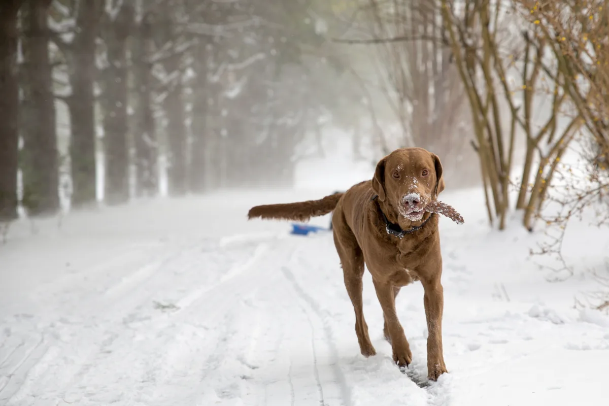Chesapeake Bay Retriever fotograferet udendørs