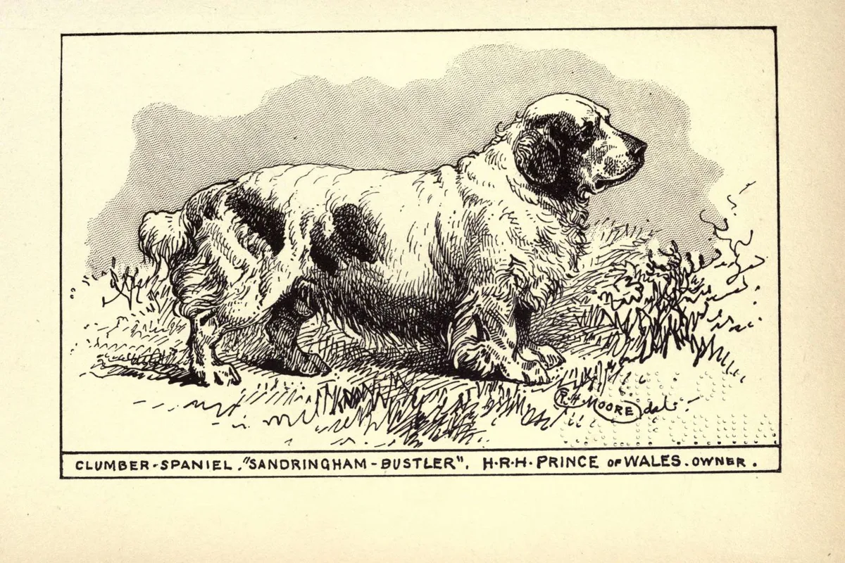 Clumber Spaniel fotograferet udendørs