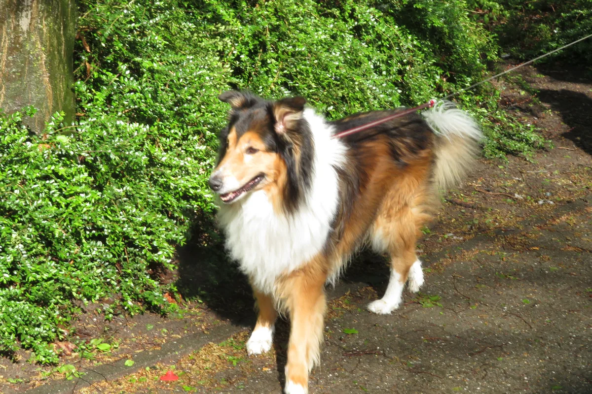 Collie fotograferet udendørs