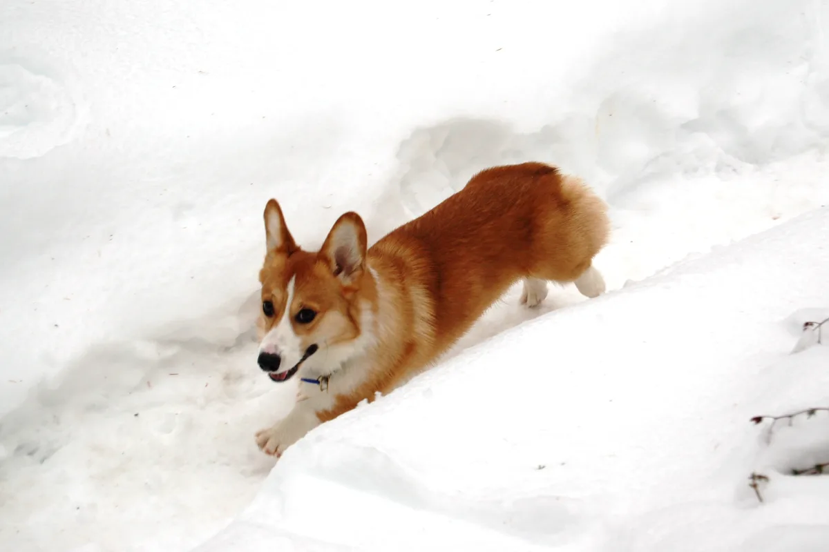 Welsh Corgi Pembroke fotograferet udendørs