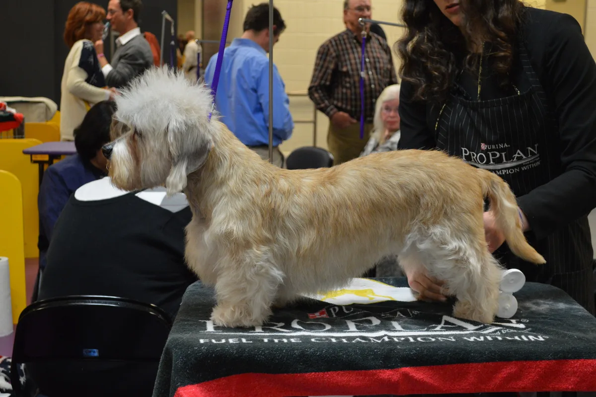 Dandie Dinmont Terrier fotograferet udendørs
