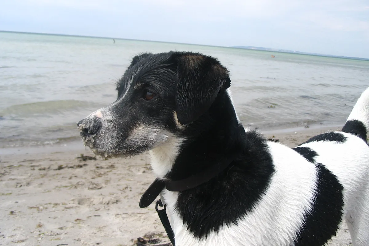 Dansk-Svensk Gårdhund fotograferet udendørs