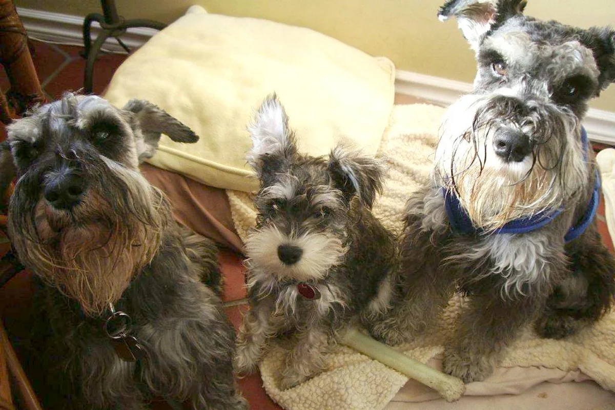 Dværgschnauzer fotograferet udendørs