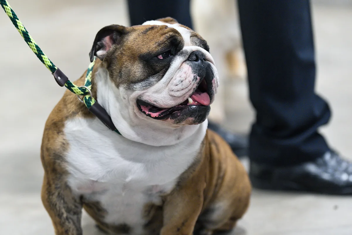 Engelsk Bulldog fotograferet udendørs