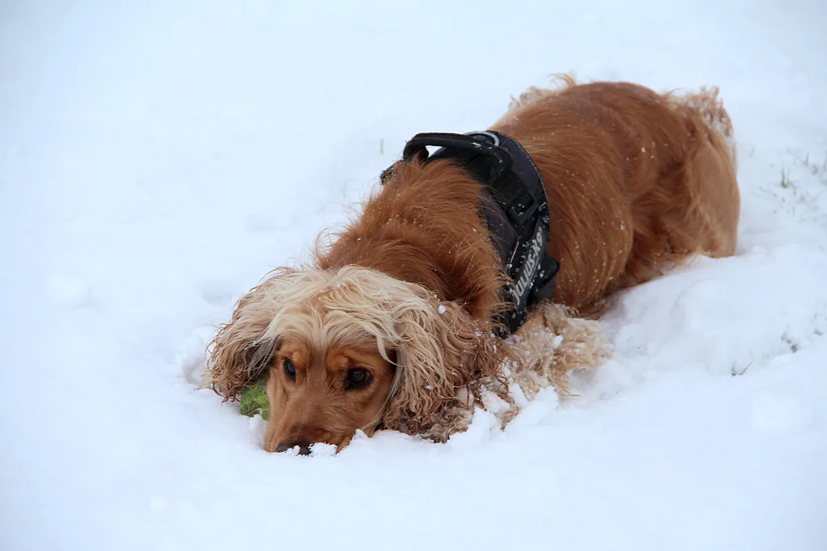Engelsk Cocker Spaniel fotograferet udendørs