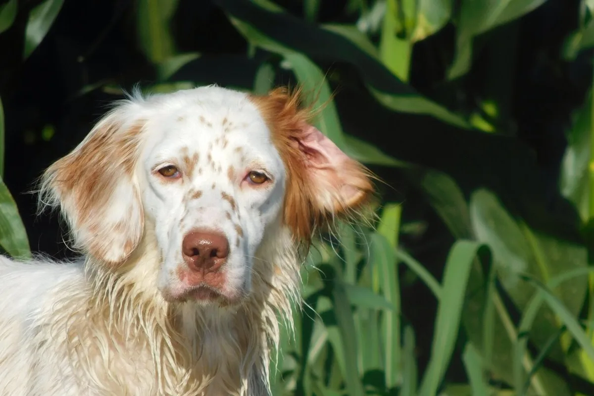 Engelsk Setter fotograferet udendørs
