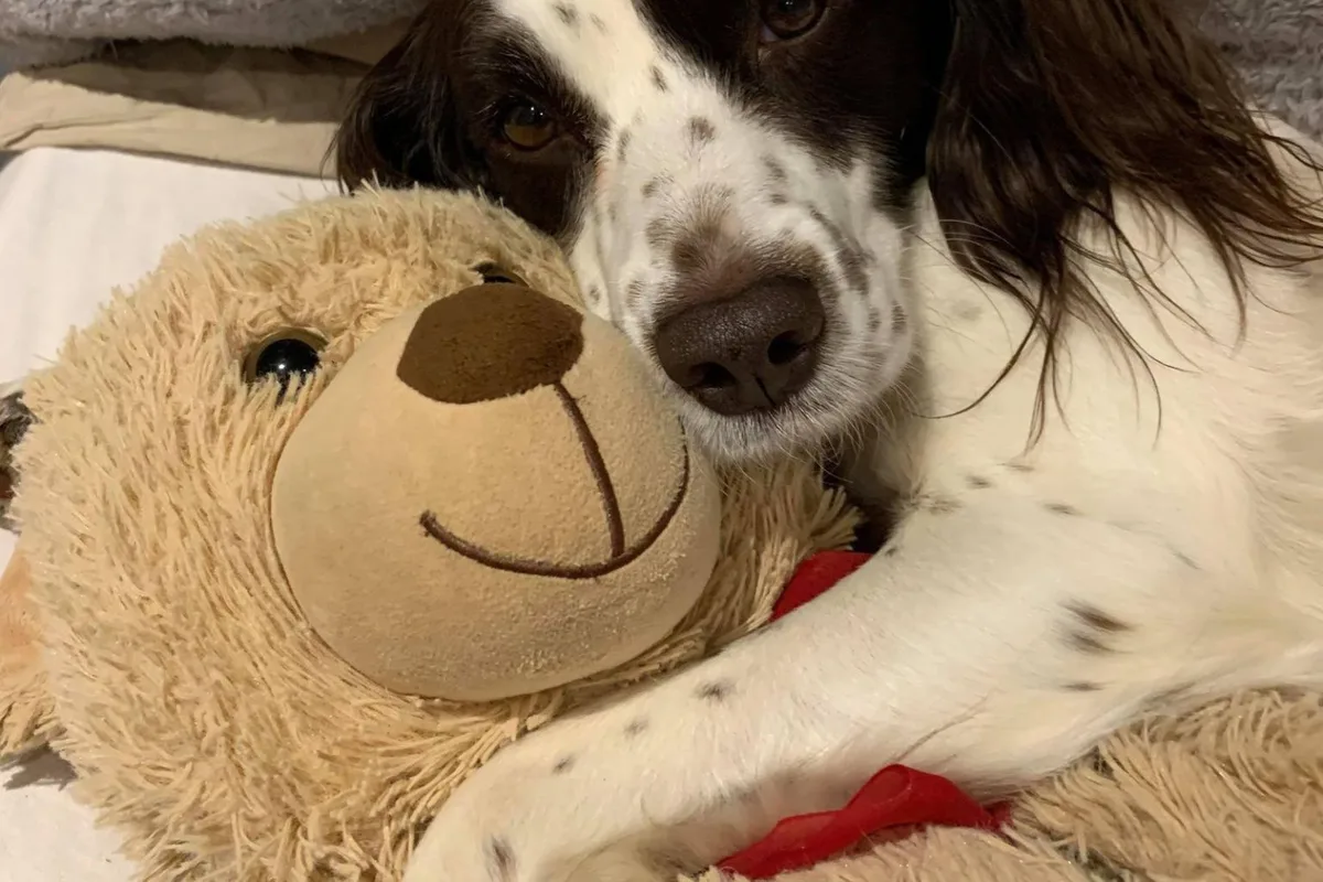 Engelsk Springer Spaniel fotograferet udendørs