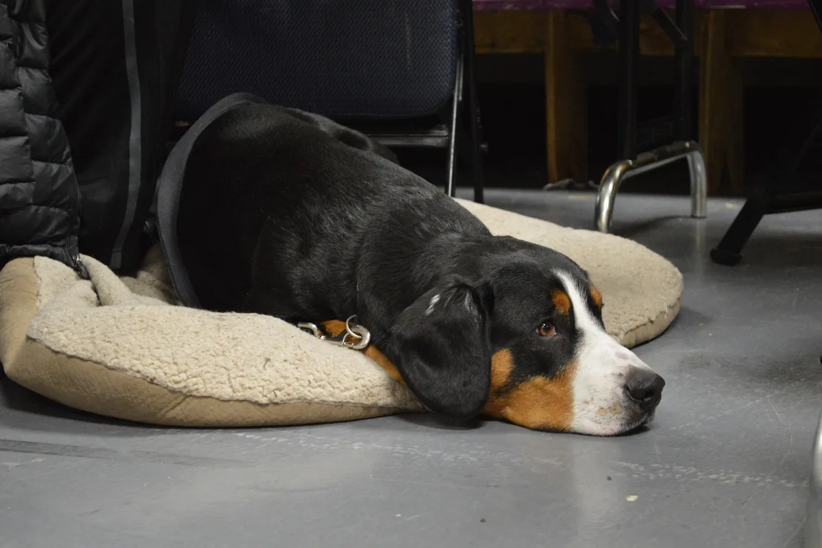 Entlebucher Sennenhund fotograferet udendørs