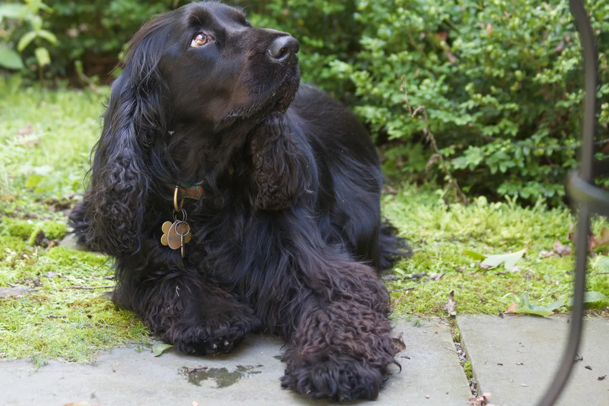 Field Spaniel fotograferet udendørs
