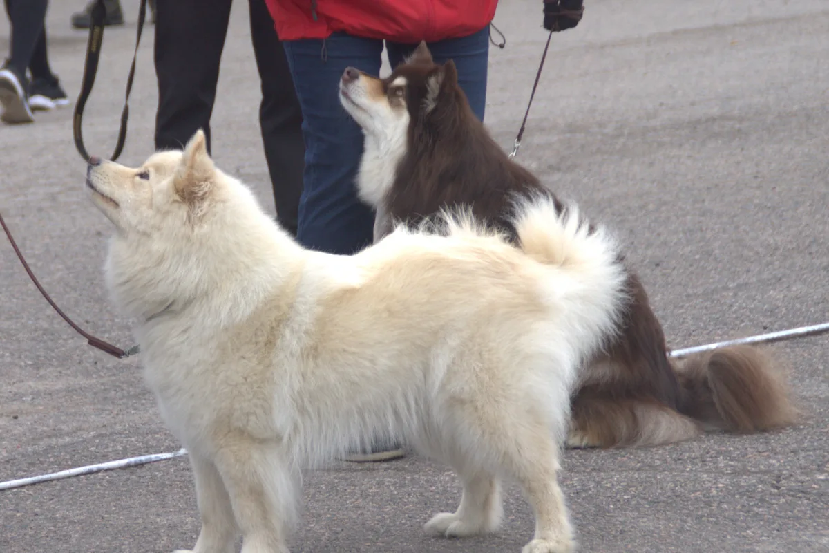 Finsk Lapphund fotograferet udendørs