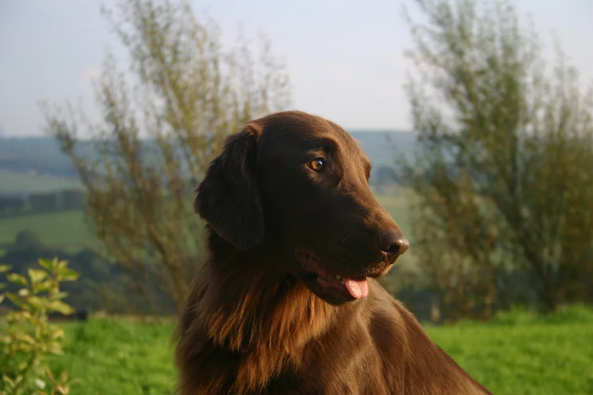 Flat Coated Retriever fotograferet udendørs