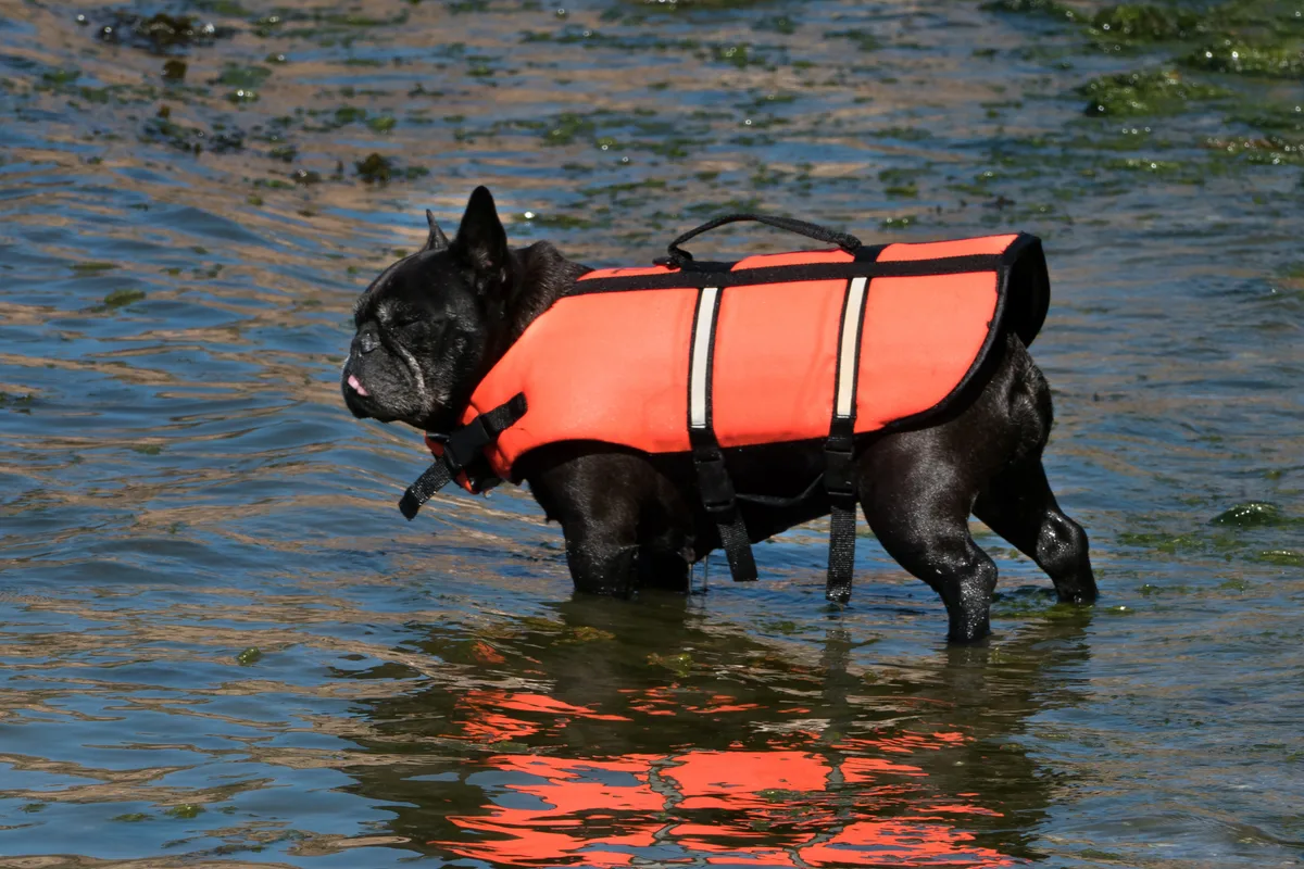 Fransk Bulldog fotograferet udendørs