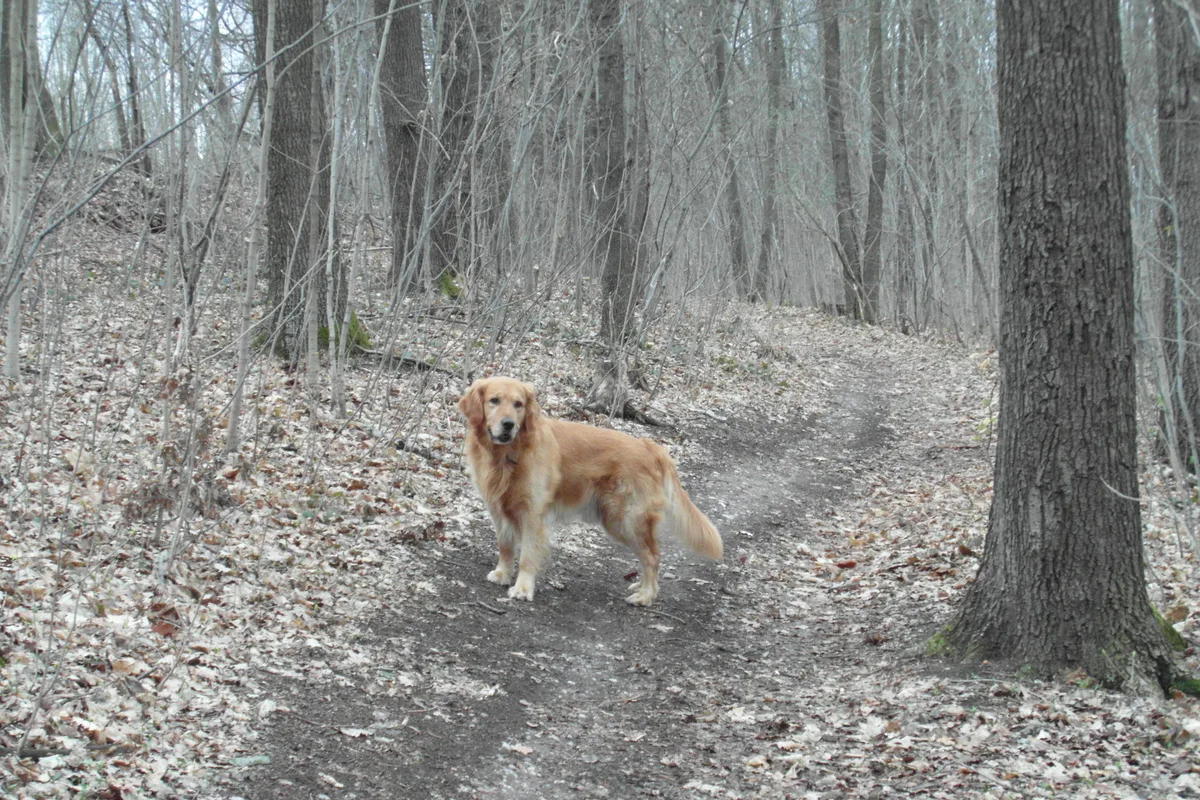 Golden Retriever fotograferet udendørs