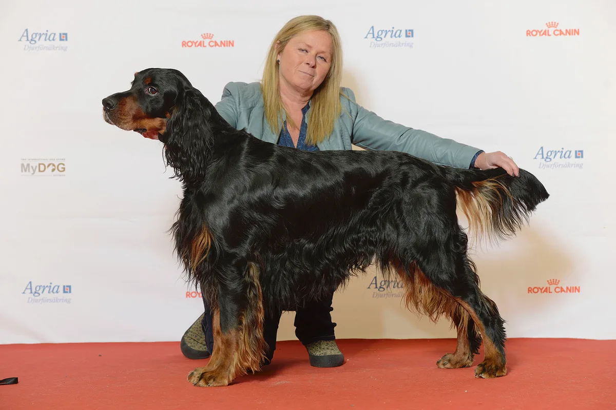 Gordon Setter fotograferet udendørs