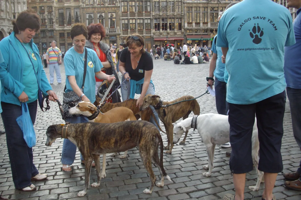 Greyhound fotograferet udendørs