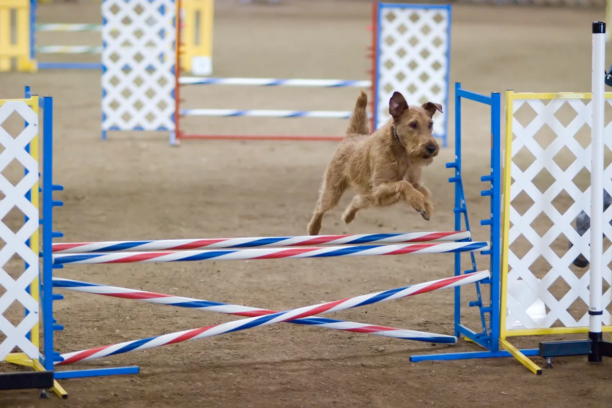 Irsk Terrier fotograferet udendørs
