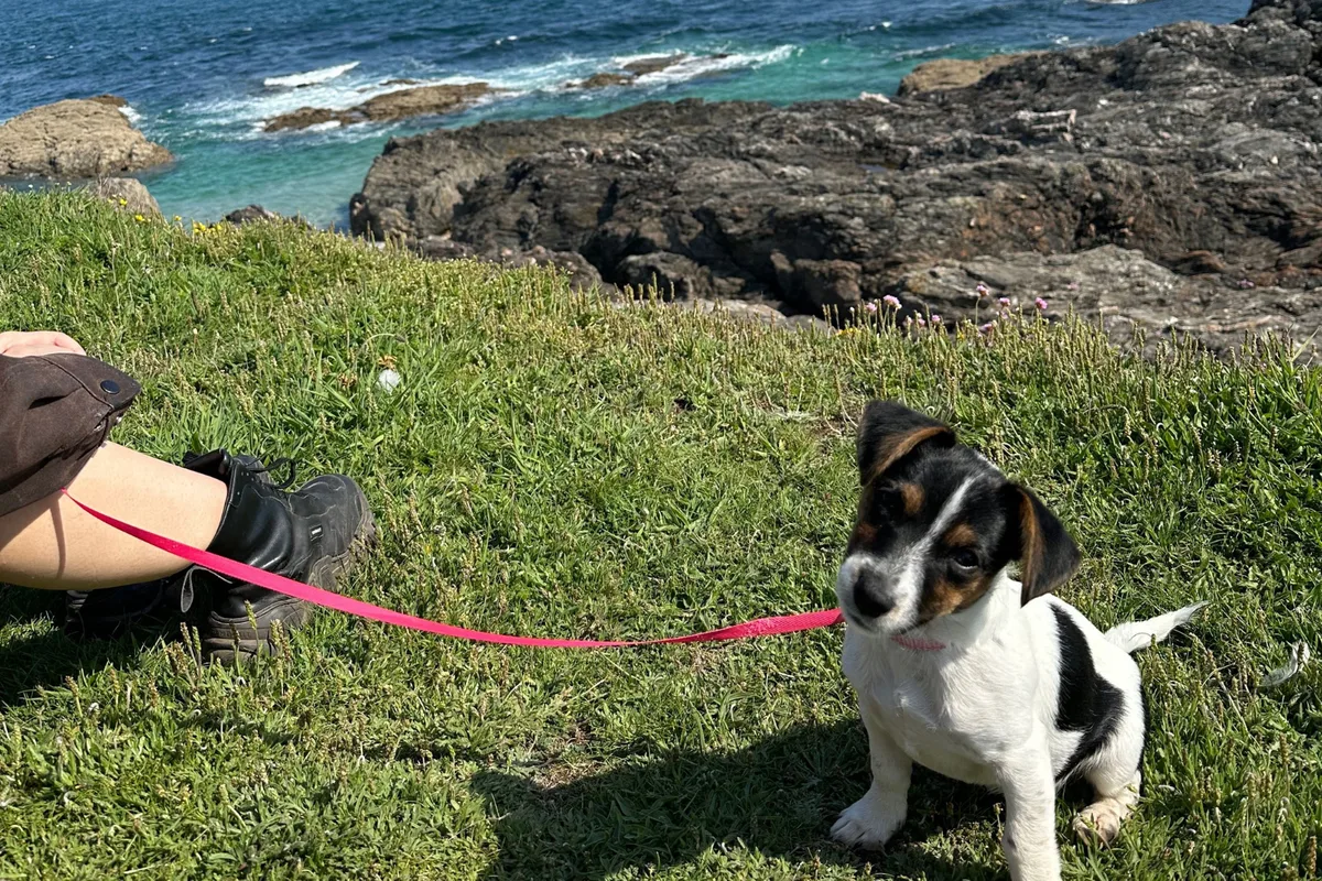 Jack Russell Terrier fotograferet udendørs