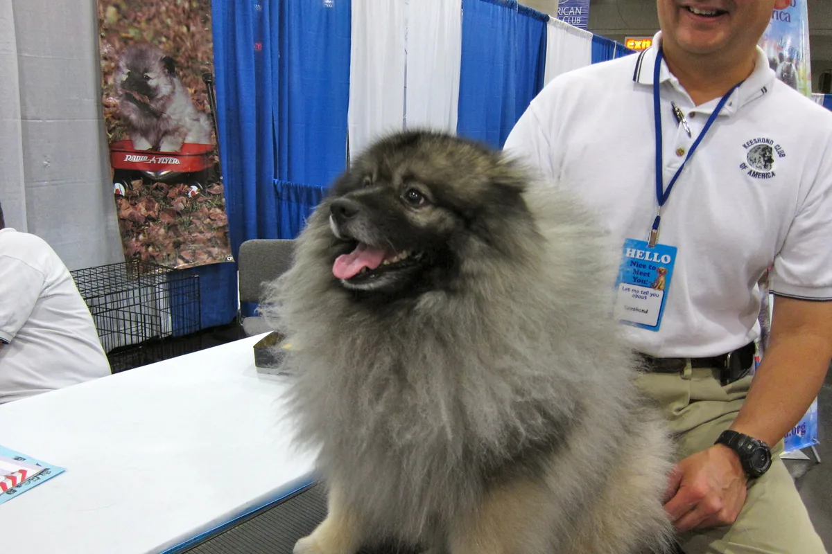 Keeshond fotograferet udendørs
