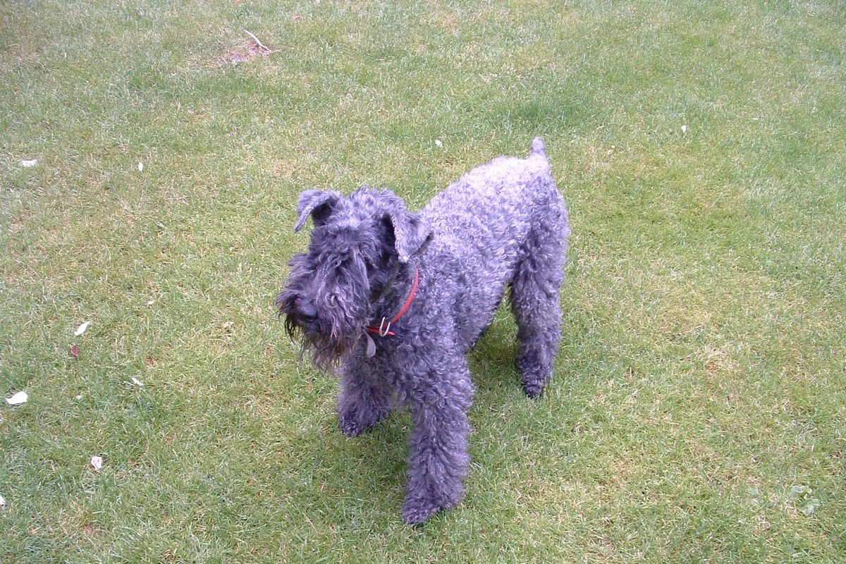 Kerry Blue Terrier fotograferet udendørs