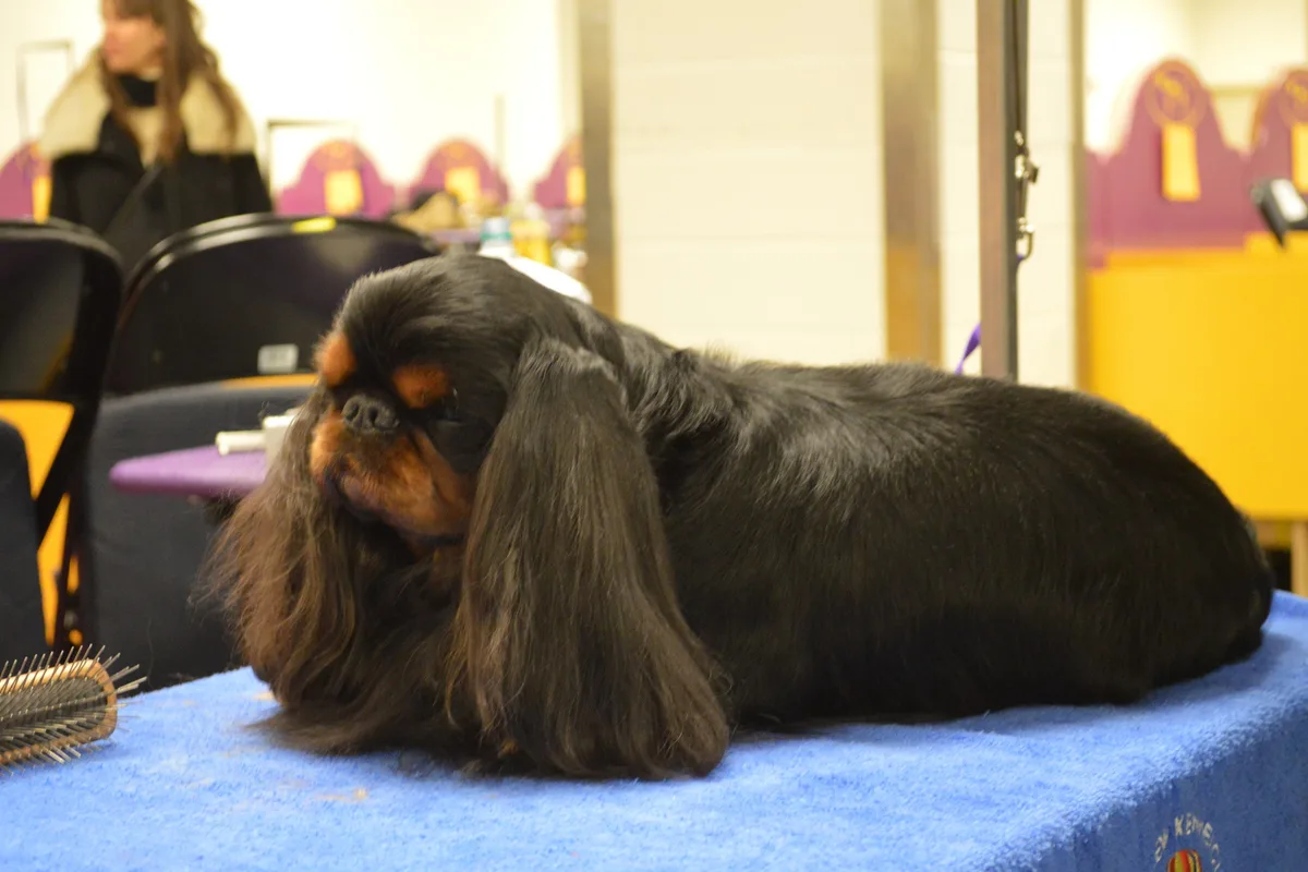 King Charles Spaniel fotograferet udendørs